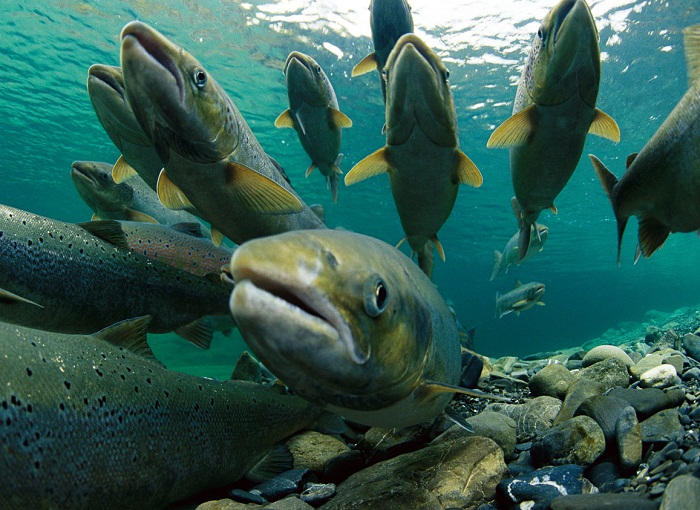 Someone has Cracked it: How salmon navigate across thousands of