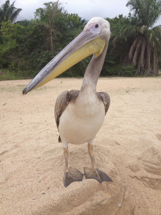 "Big Bird": The orphaned pelican who was filmed from the moment the giant bird took to the air.  Source: Grey Stoke Mahale Blog [http://www.nomad-tanzania.com/blogs/greystoke-mahale/flight-of-the-big-bird]